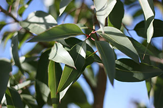 Eucalyptus-Citriodora2